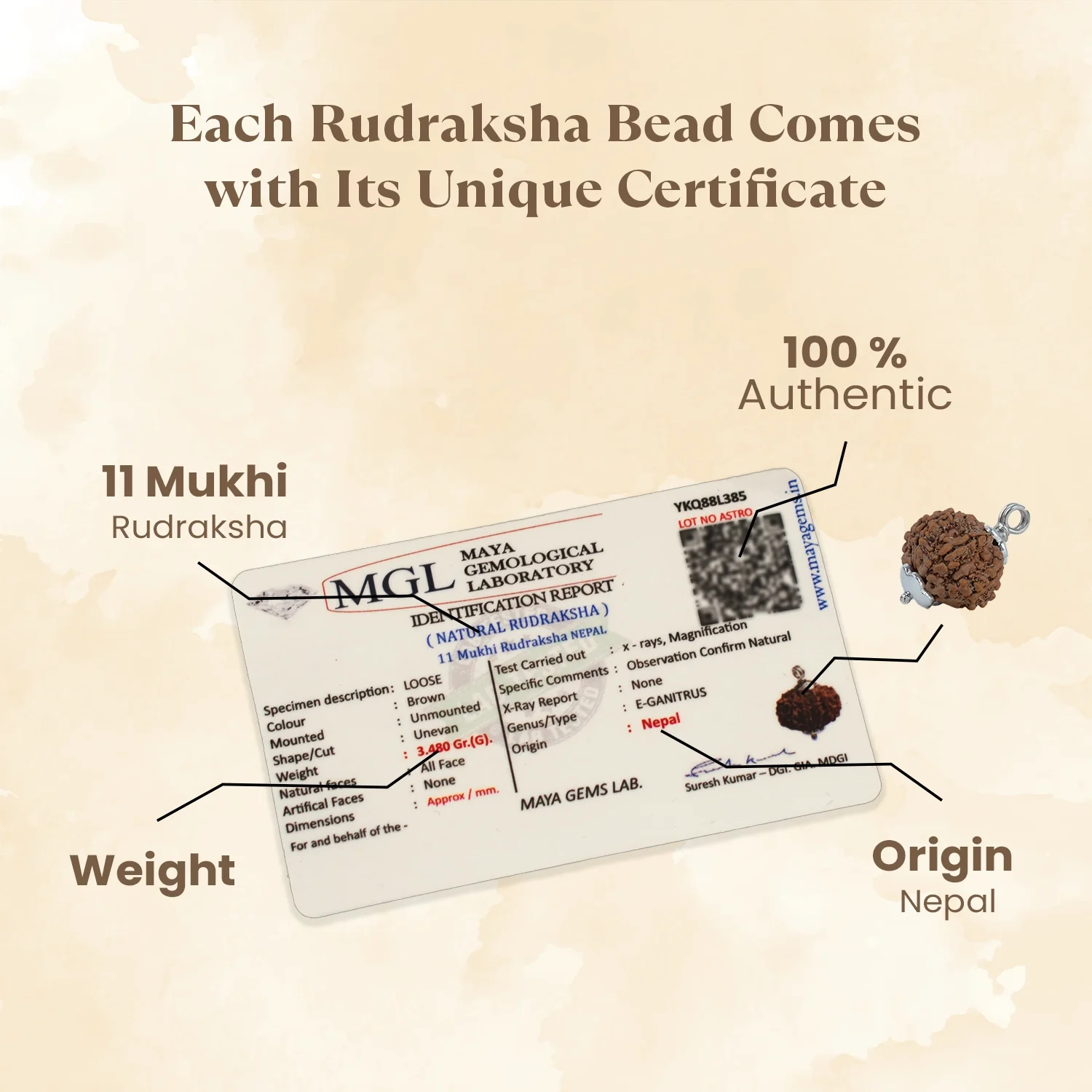 Nepal Origin 11 Mukhi Rudraksha - 17mm to 22mm - Image 3
