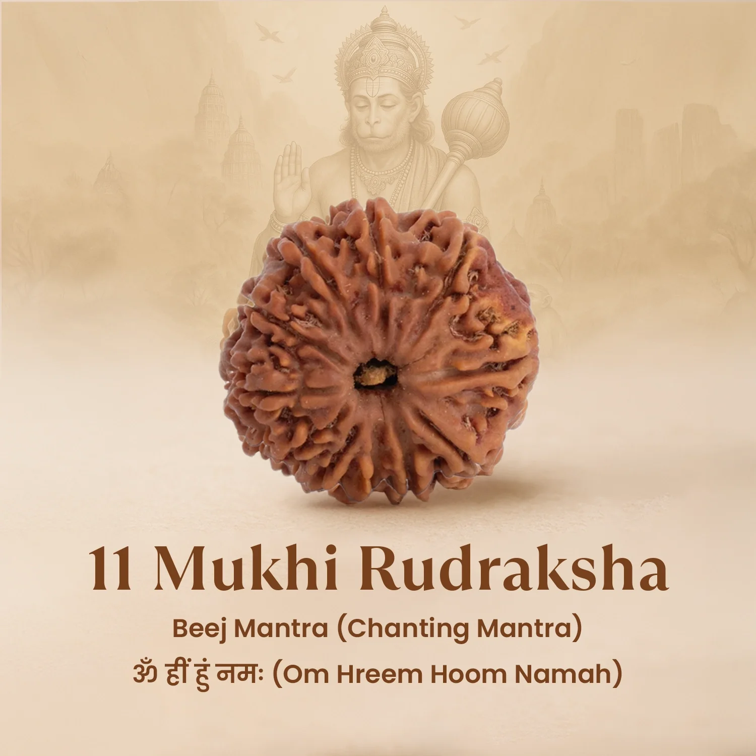 Nepal Origin 11 Mukhi Rudraksha - 17mm to 22mm - Image 5