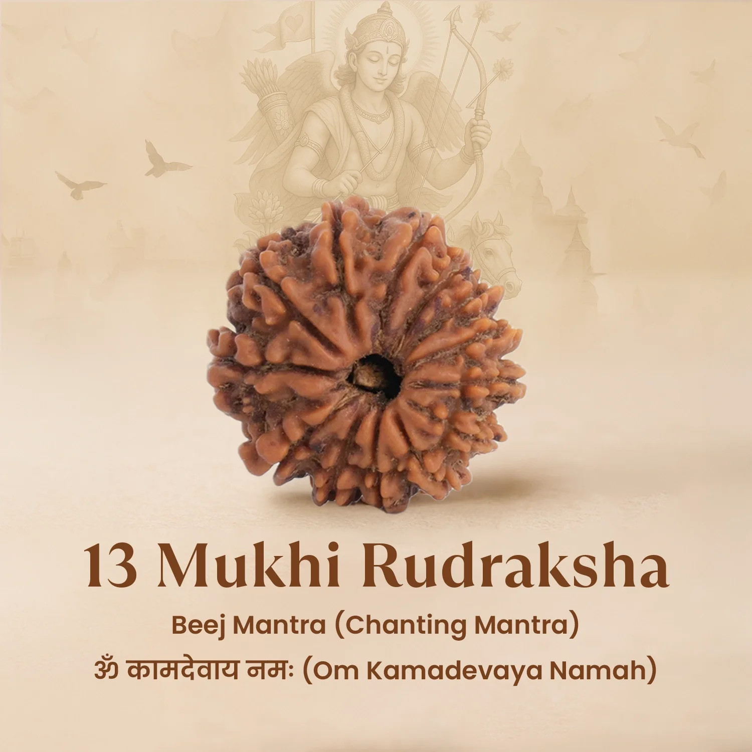 Nepal Origin 13 Mukhi Rudraksha -  17mm to 22mm - Image 4