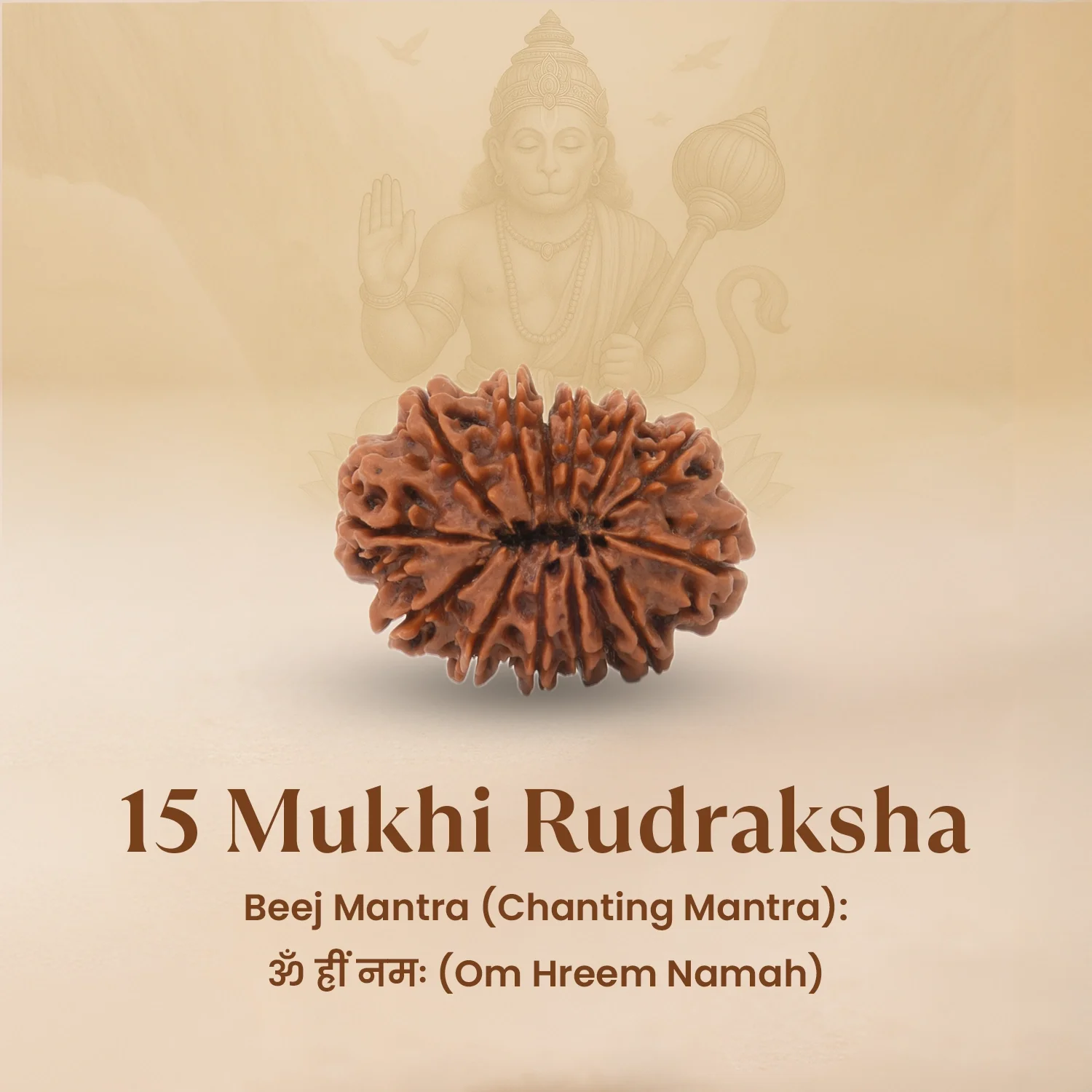 Nepal Origin 15 Mukhi Rudraksha - 17mm to 22mm - Image 3