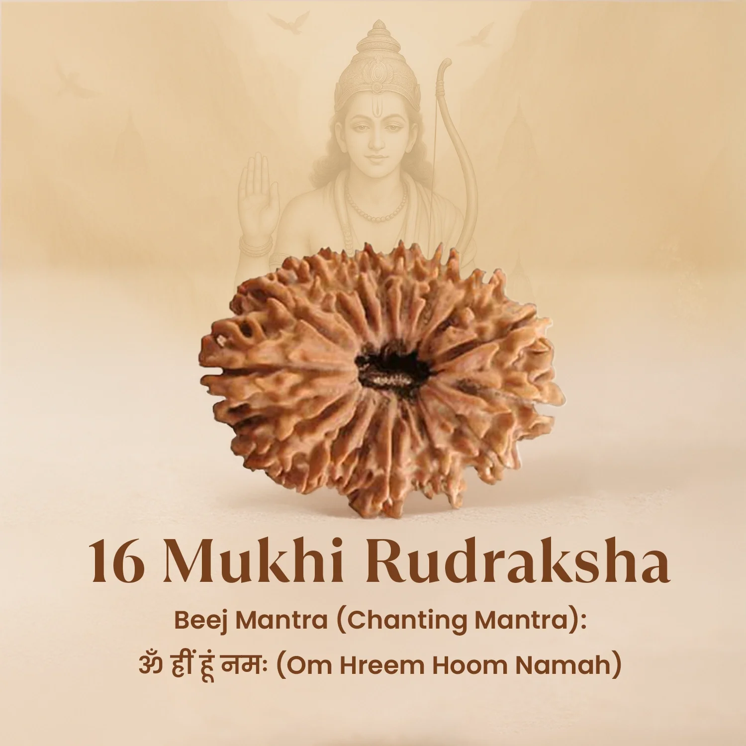 Nepal Origin 16 Mukhi Rudraksha - 17mm to 22mm - Image 3