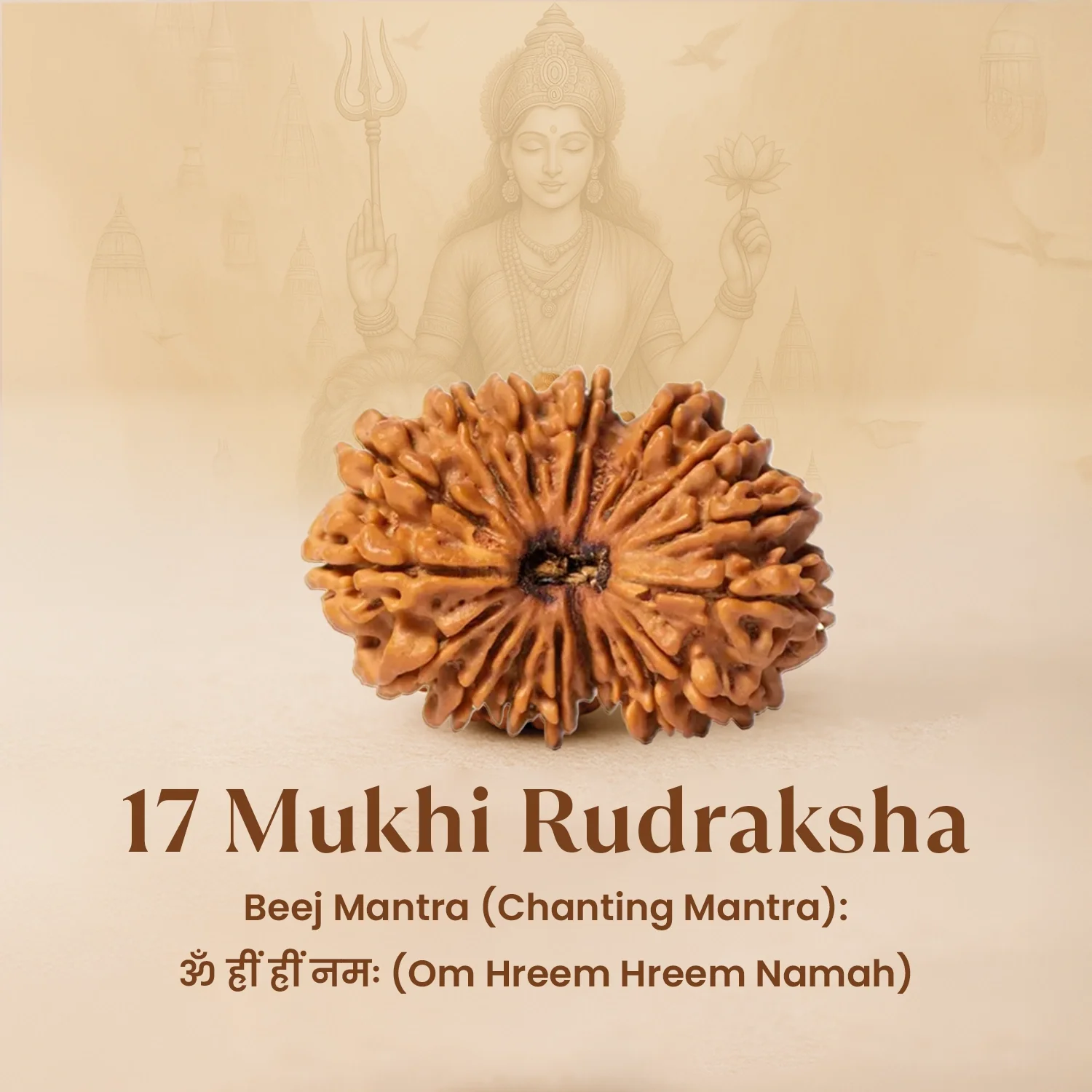 Nepal Origin 17 Mukhi Rudraksha - 17mm to 22mm - Image 3