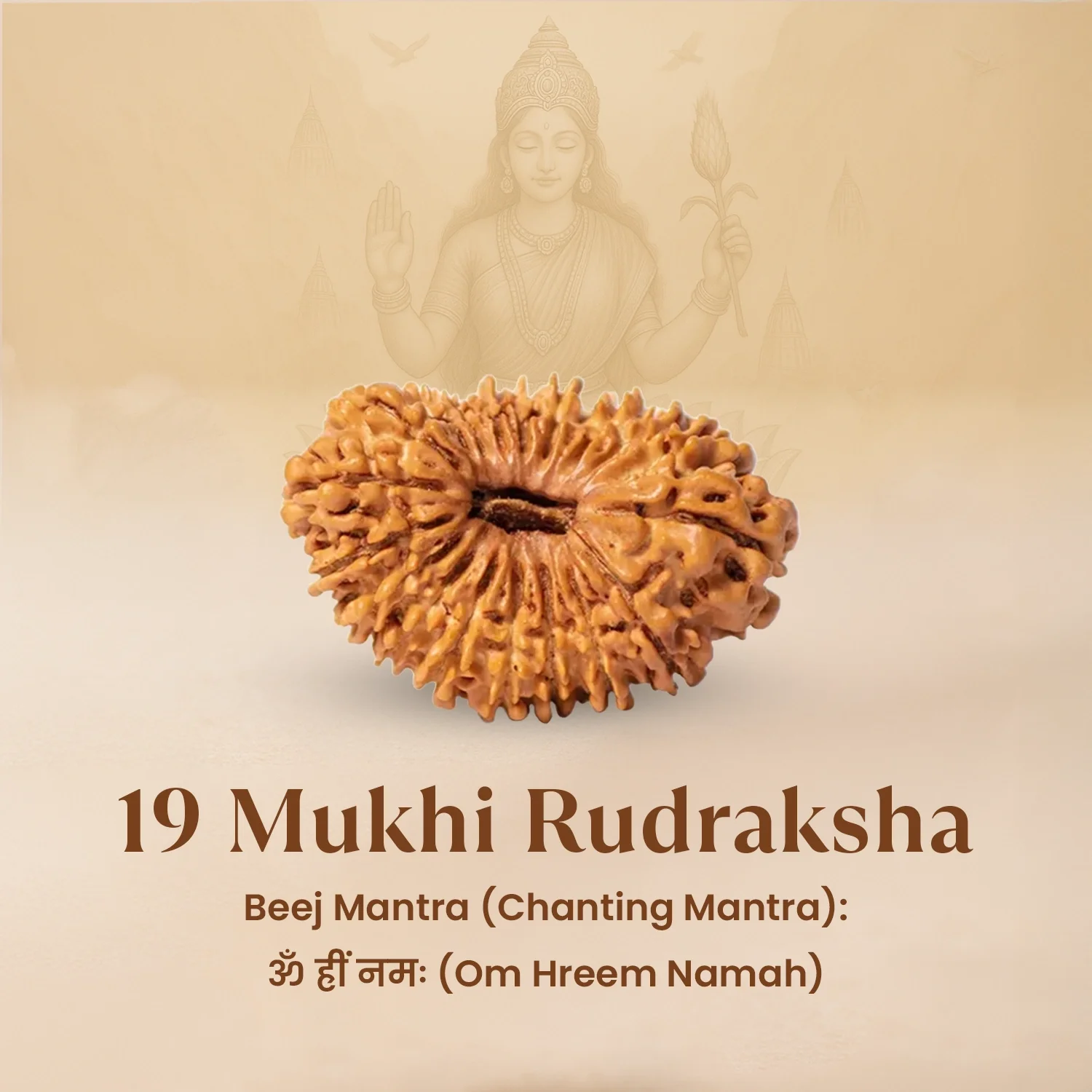 Nepal Origin 19 Mukhi Rudraksha - 17mm to 22mm - Image 3