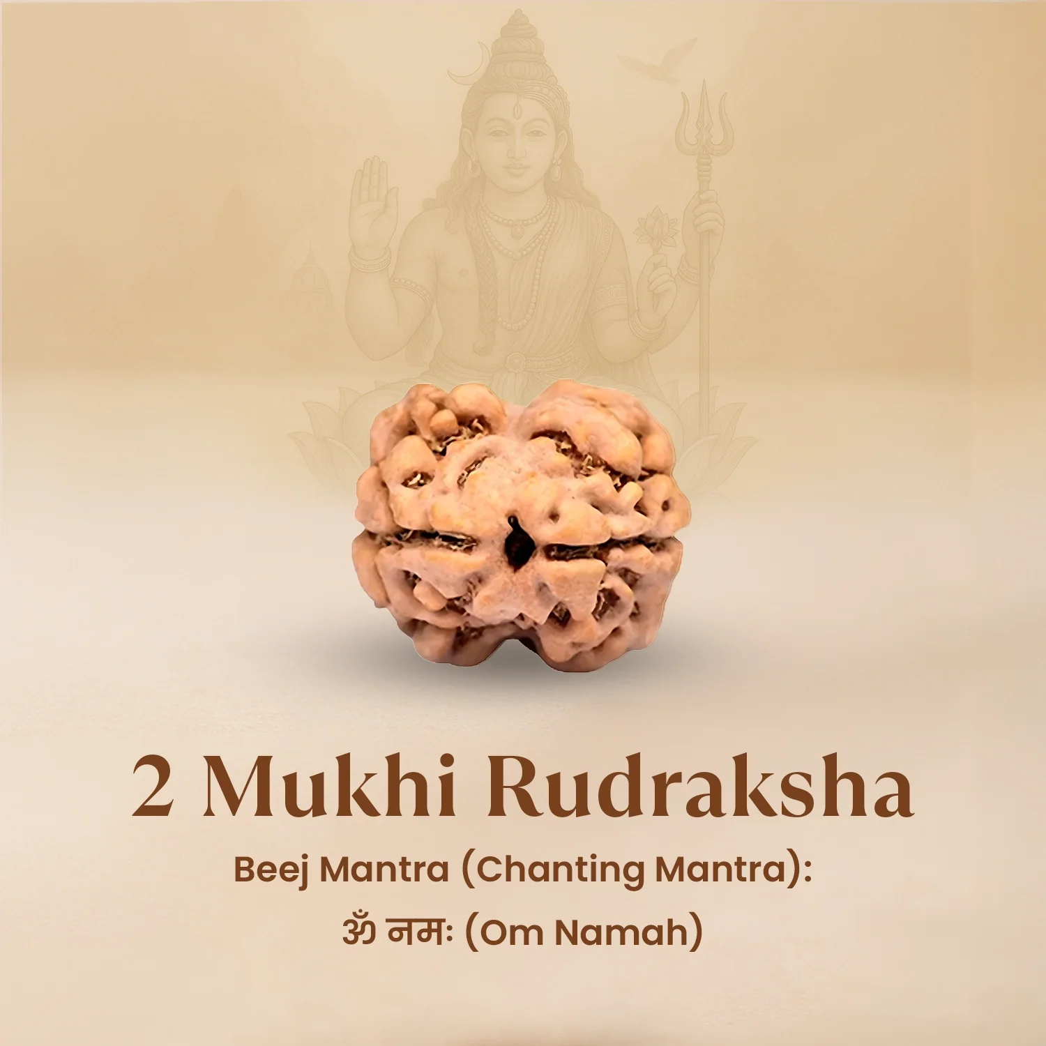 Nepal Origin 2 Mukhi Rudraksha - 17mm to 22mm - Image 3