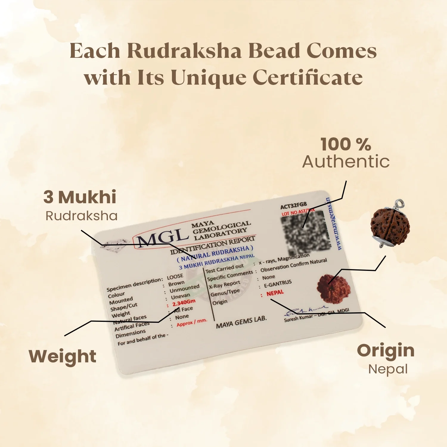 Nepal Origin 3 Mukhi Rudraksha - 17mm to 22mm - Image 3