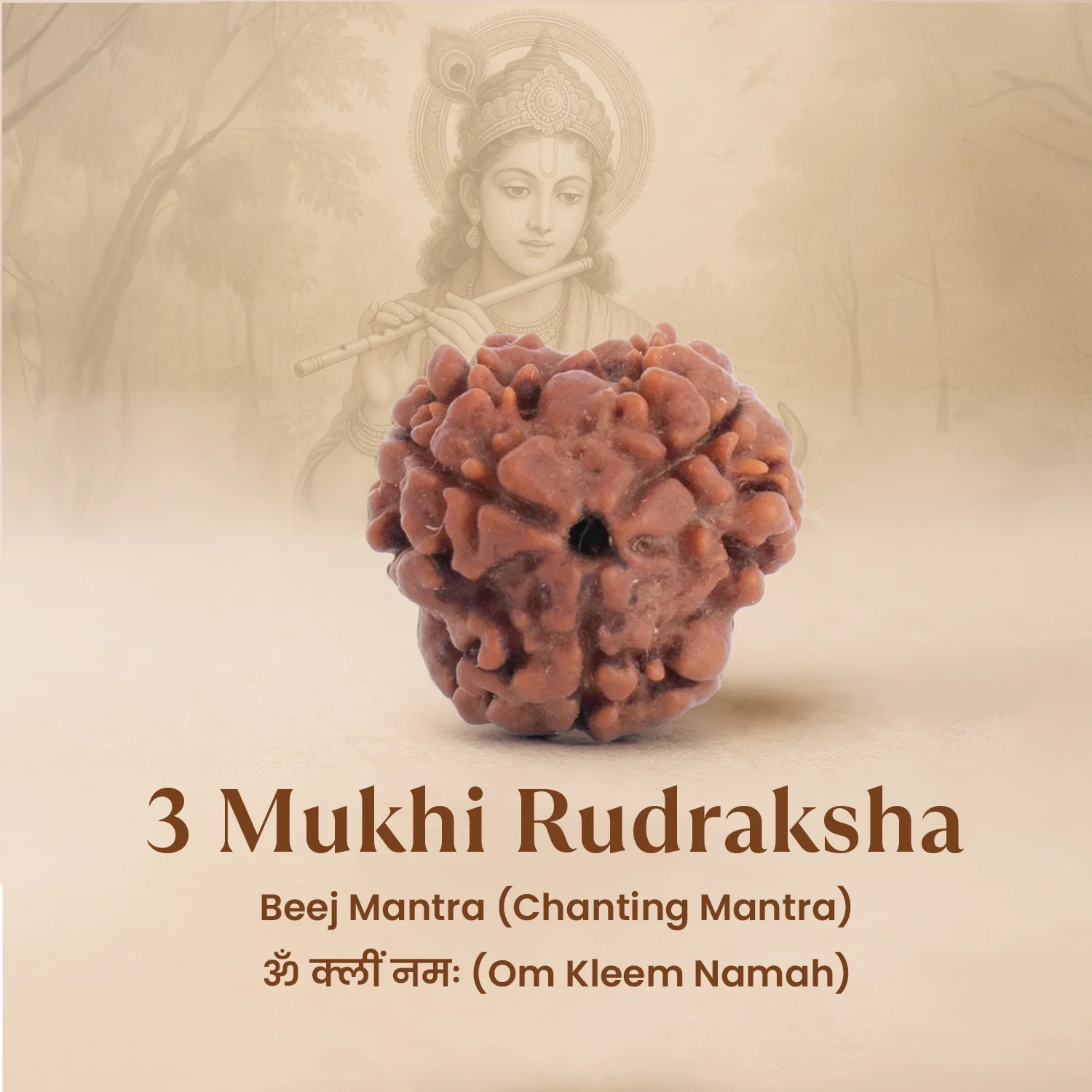 Nepal Origin 3 Mukhi Rudraksha - 17mm to 22mm - Image 5