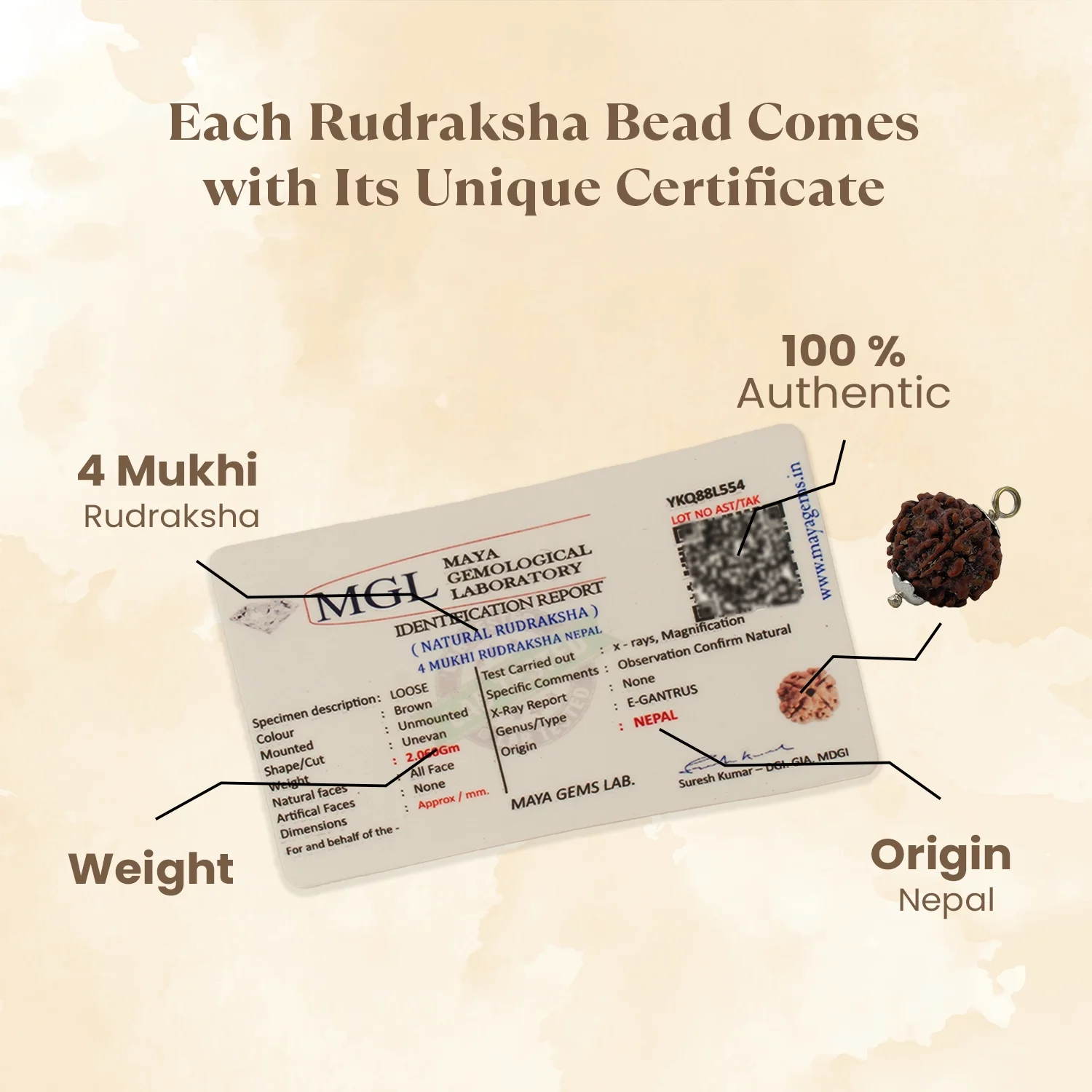 Nepal Origin 4 Mukhi Rudraksha - 17mm to 22mm - Image 3