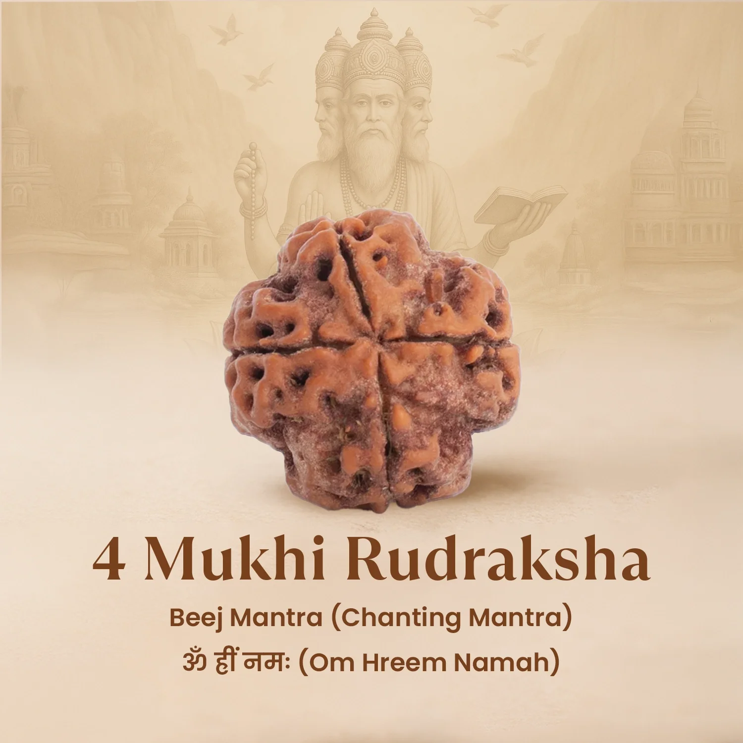 Nepal Origin 4 Mukhi Rudraksha - 17mm to 22mm - Image 5