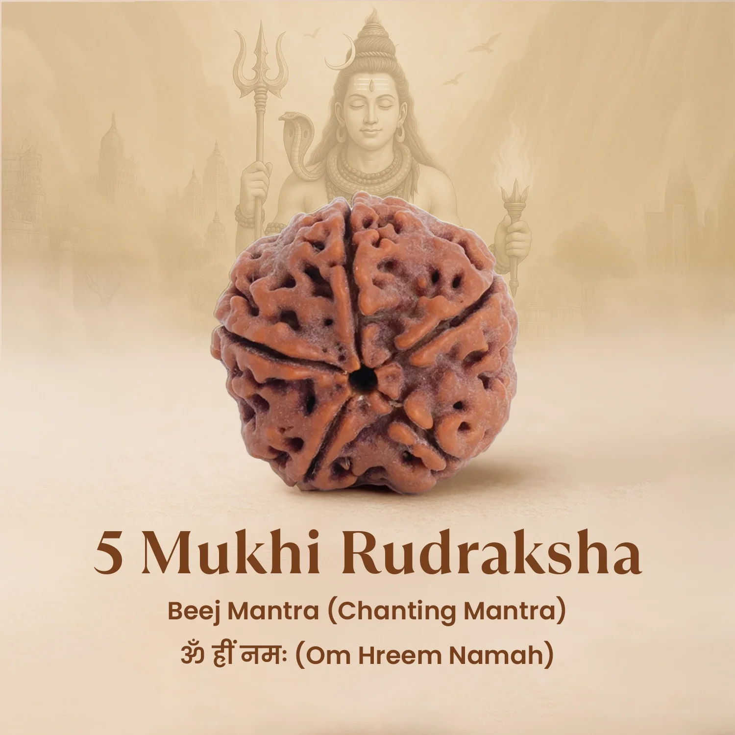 5 Mukhi Rudraksha Combo - Image 5