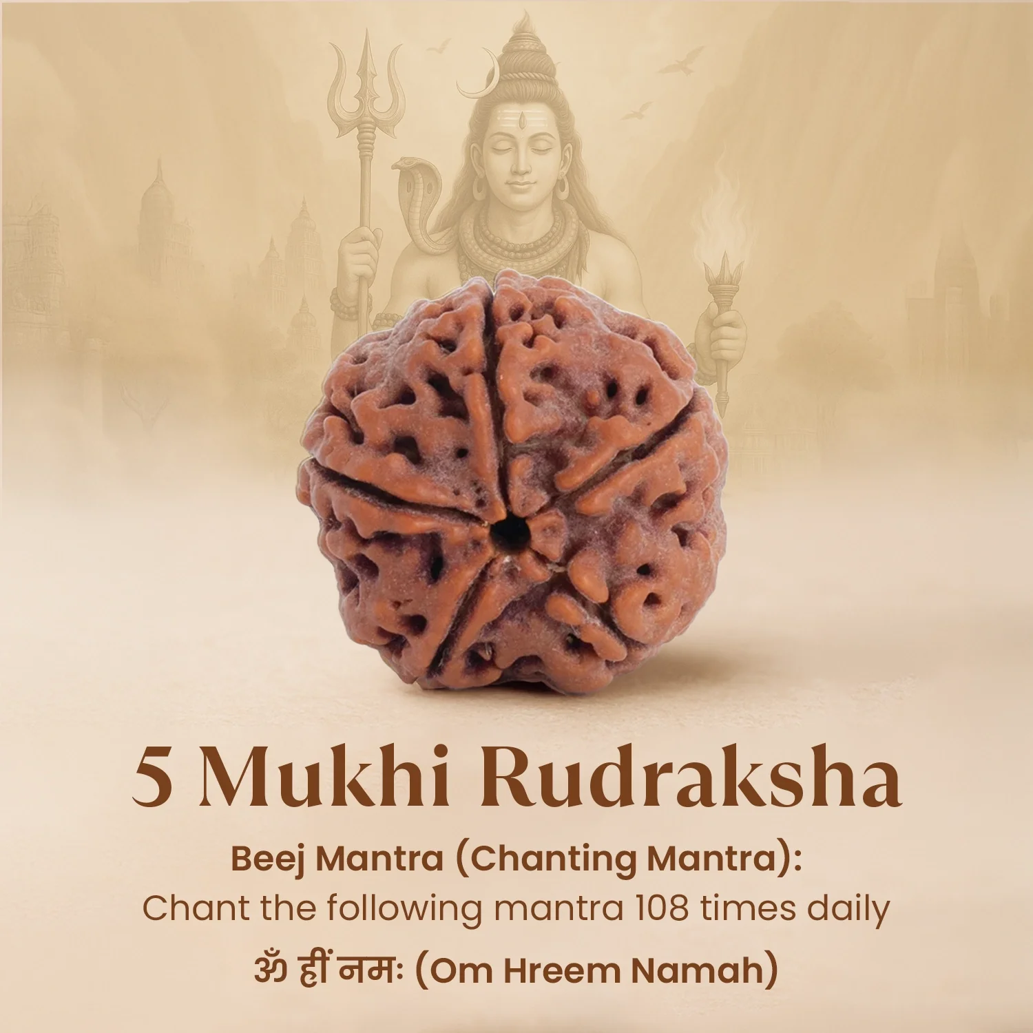 Nepal Origin 5 Mukhi Rudraksha Bead - Image 3