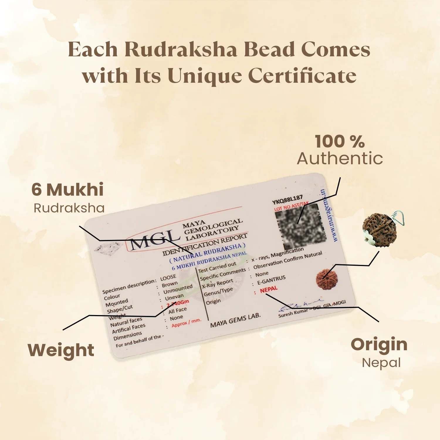 Nepal Origin 6 Mukhi Rudraksha - 17mm to 22mm - Image 3