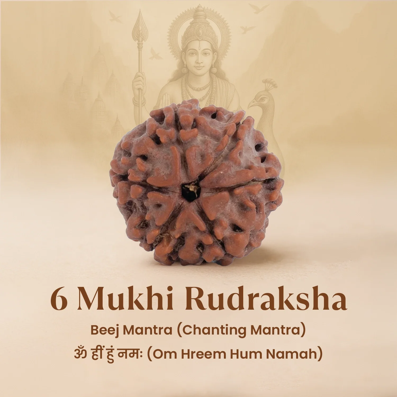 Nepal Origin 6 Mukhi Rudraksha - 17mm to 22mm - Image 5