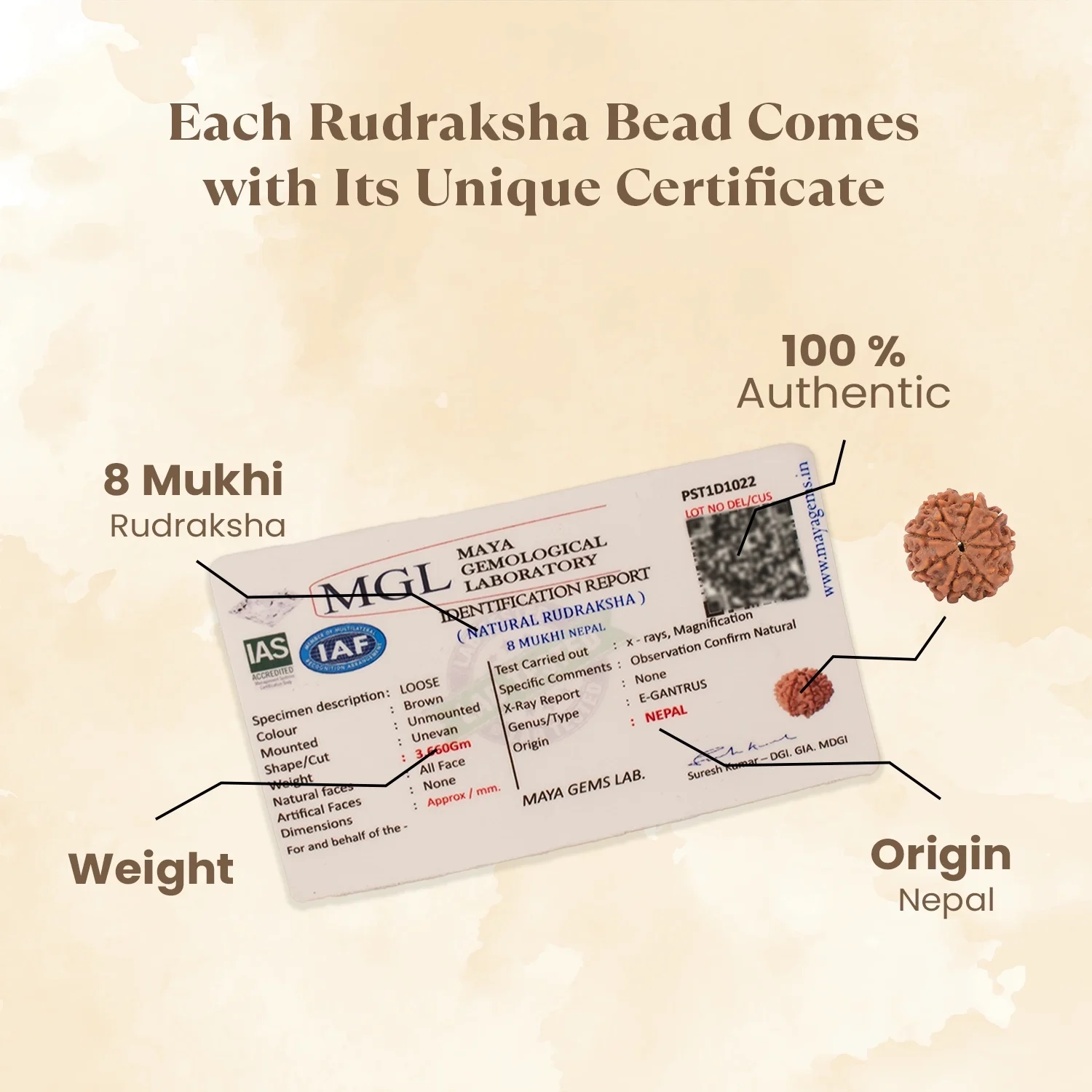Nepal Origin 8 Mukhi Rudraksha - 17mm to 22mm - Image 3
