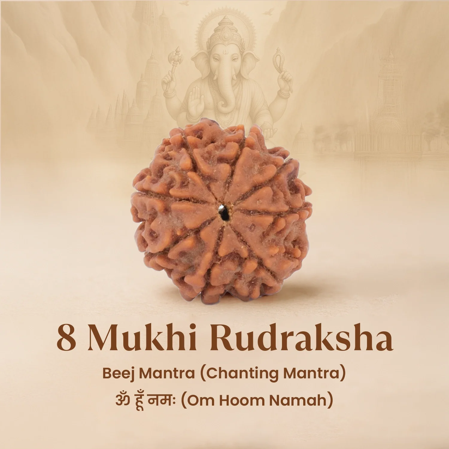 Nepal Origin 8 Mukhi Rudraksha - 17mm to 22mm - Image 5