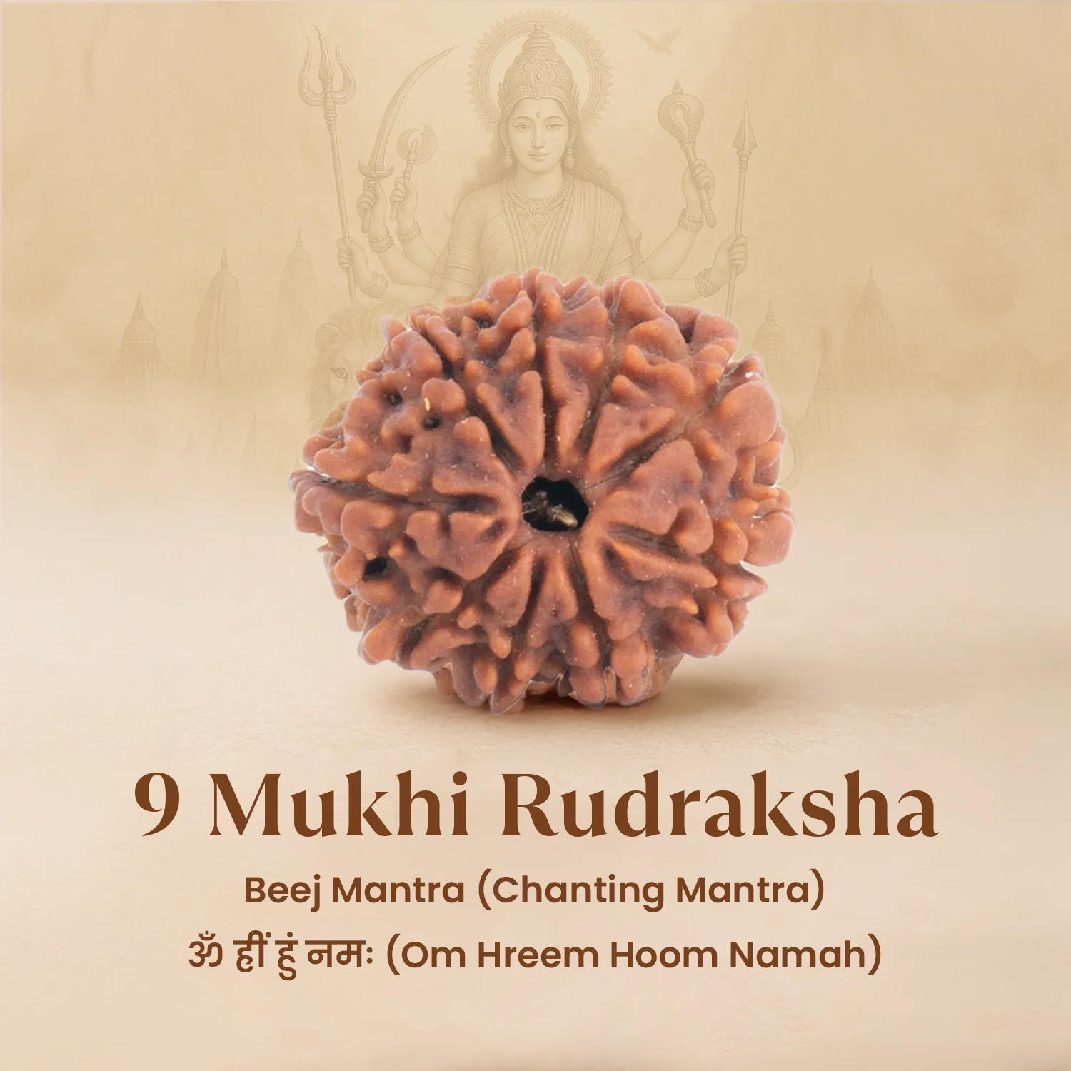 Nepal Origin 9 Mukhi Rudraksha -  17mm to 22mm - Image 4