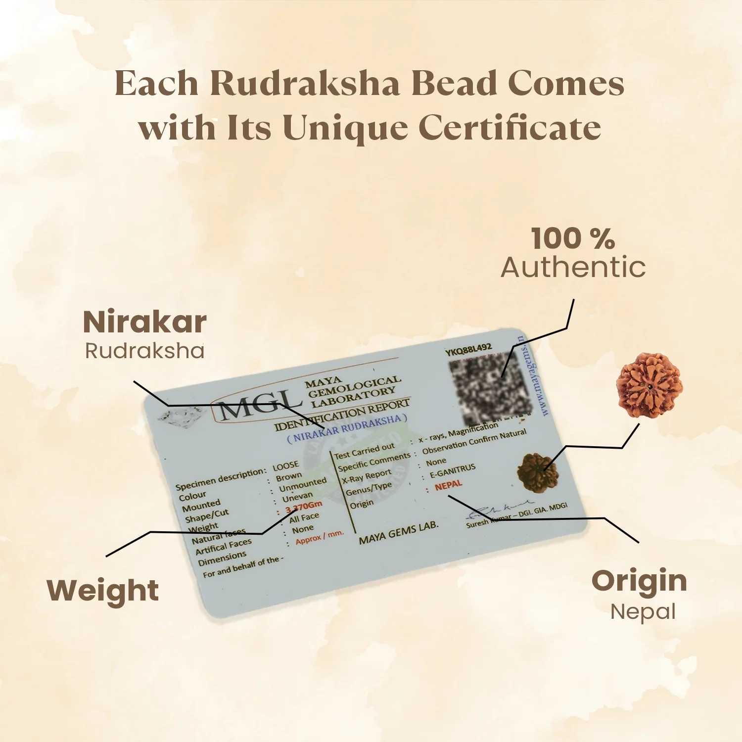 Nepal Origin Nirakar Rudraksha (0 Mukhi) -  17mm - 22mm - Image 3